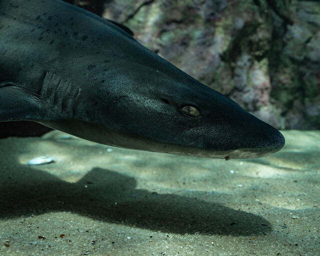 Spotted gully sharks return to the ocean: How the Two Oceans Aquarium uses tagging technology for conservation