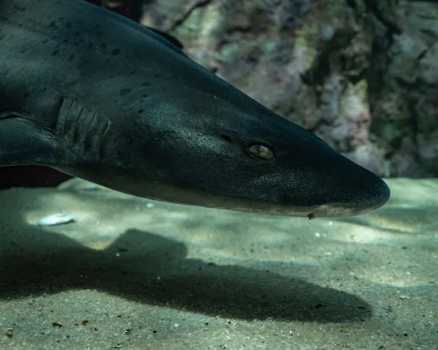 Spotted gully sharks return to the ocean: How the Two Oceans Aquarium uses tagging technology for conservation