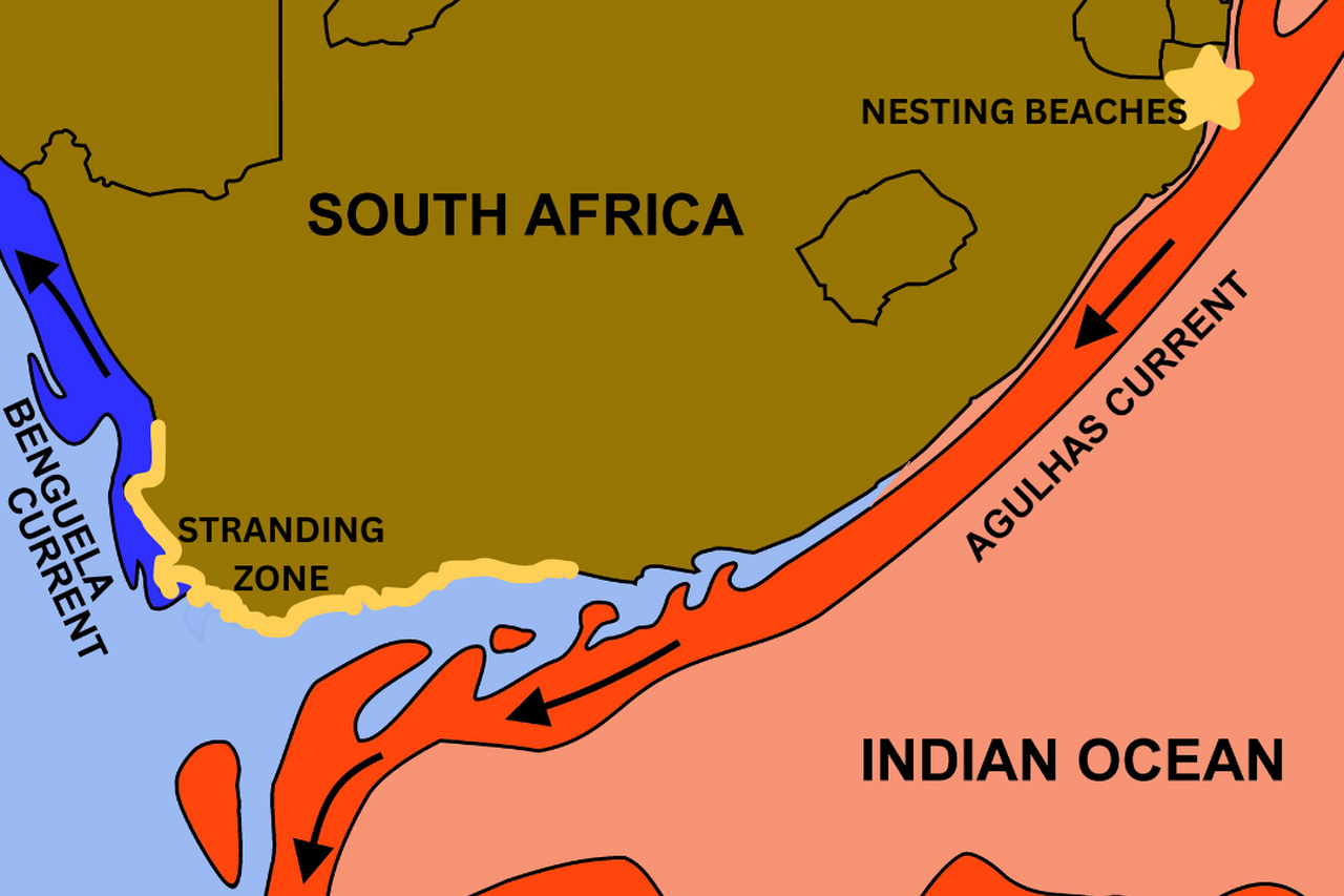 By Oggmus Own work CC BY SA 4 0