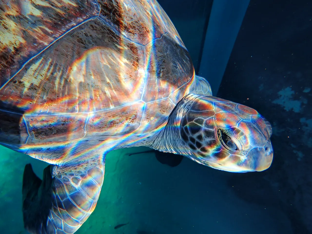 Tracking our turtles: Bokkie the amputee green turtle making waves