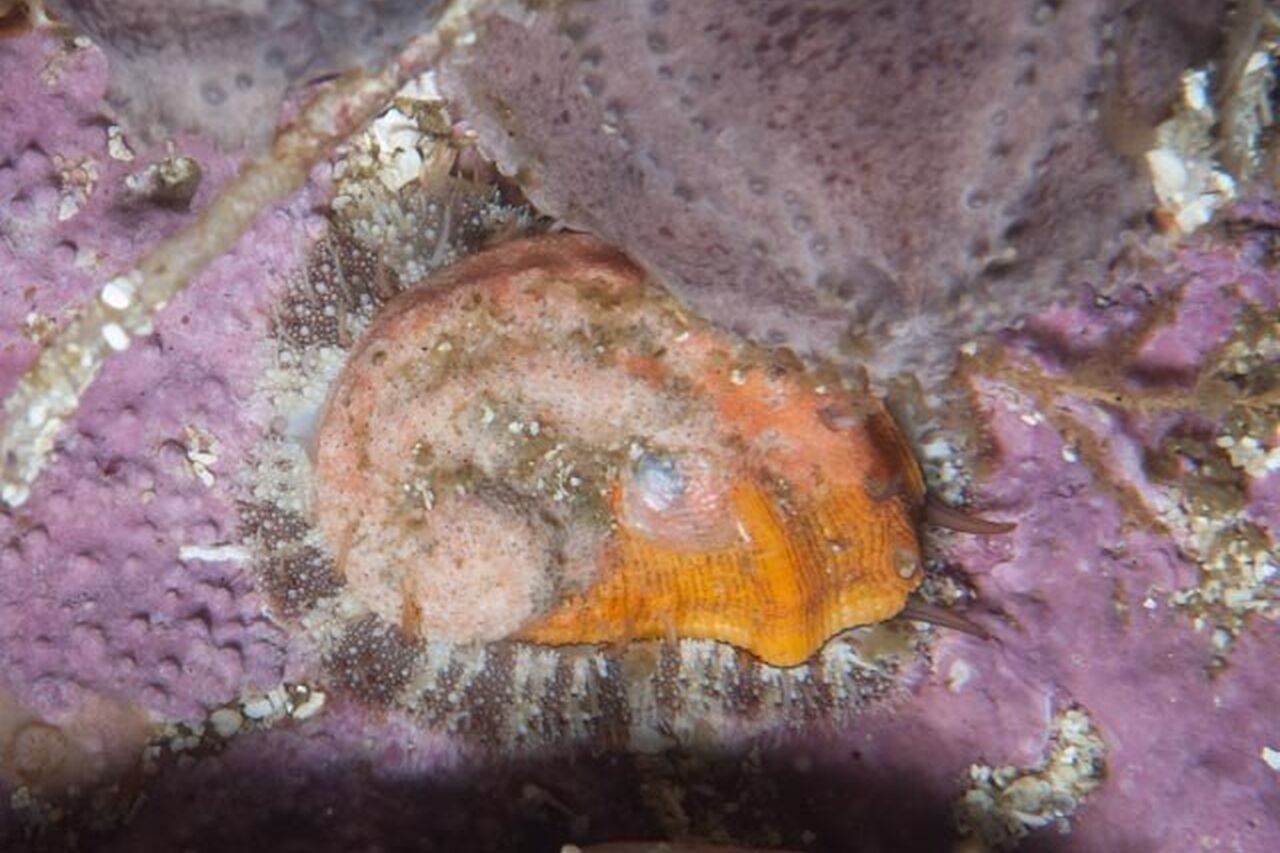 Georgina Jones some rights reserved CC BY SA