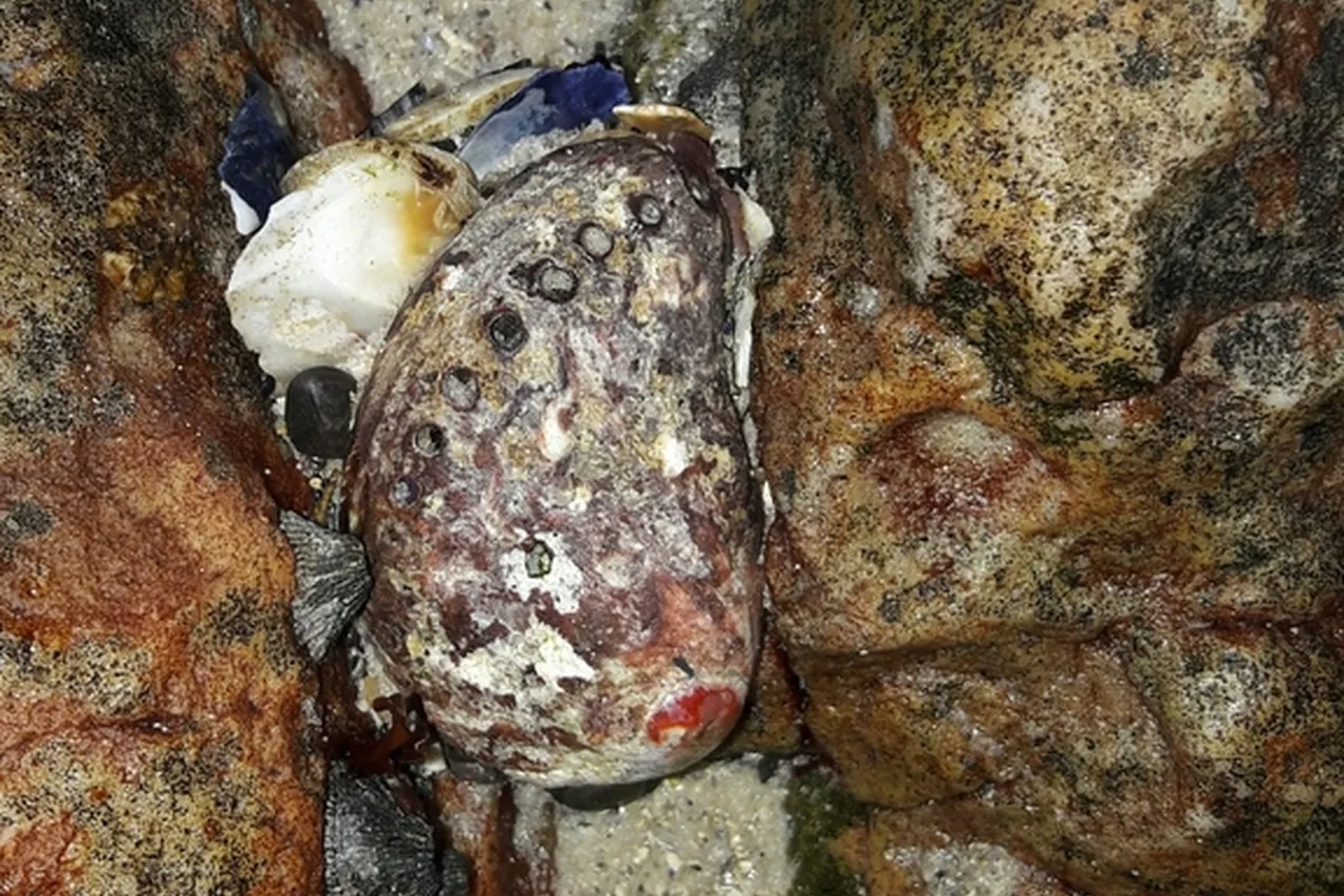 C Elzanne Burger all rights reserved