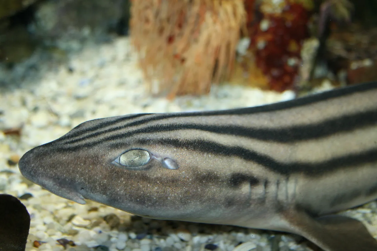 Pyjama catshark