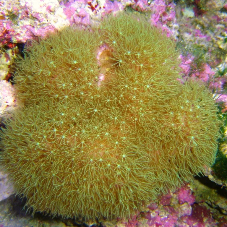 Star polyps image 02