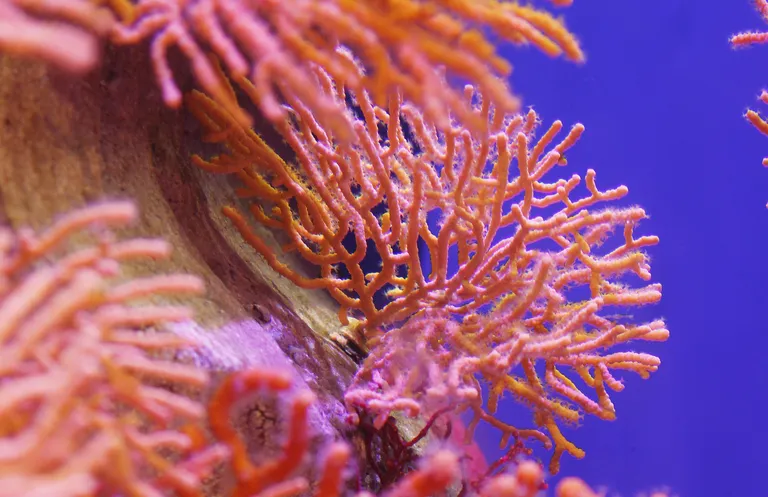 Coral 1