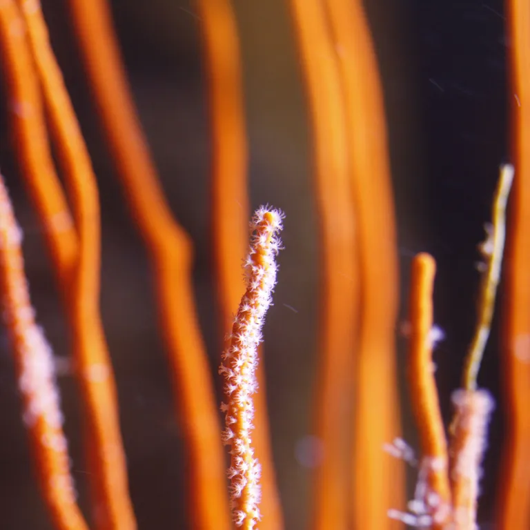 Coral detail
