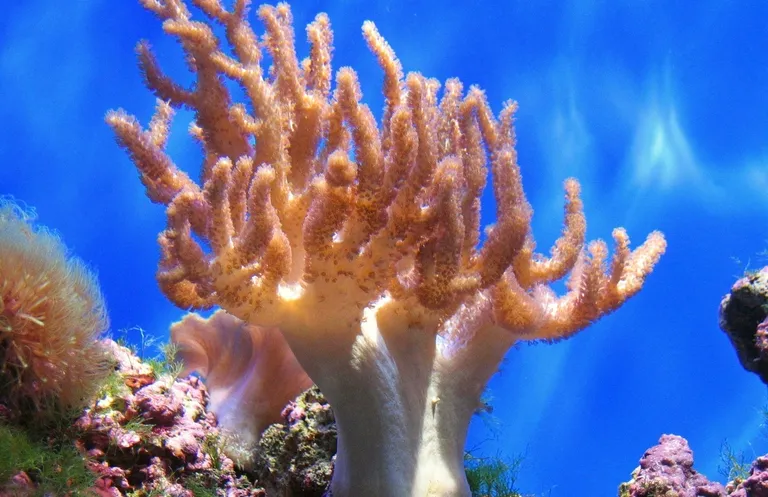 Finger leather coral image 01