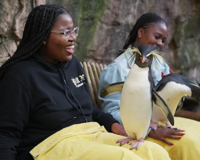 Penguin Experience