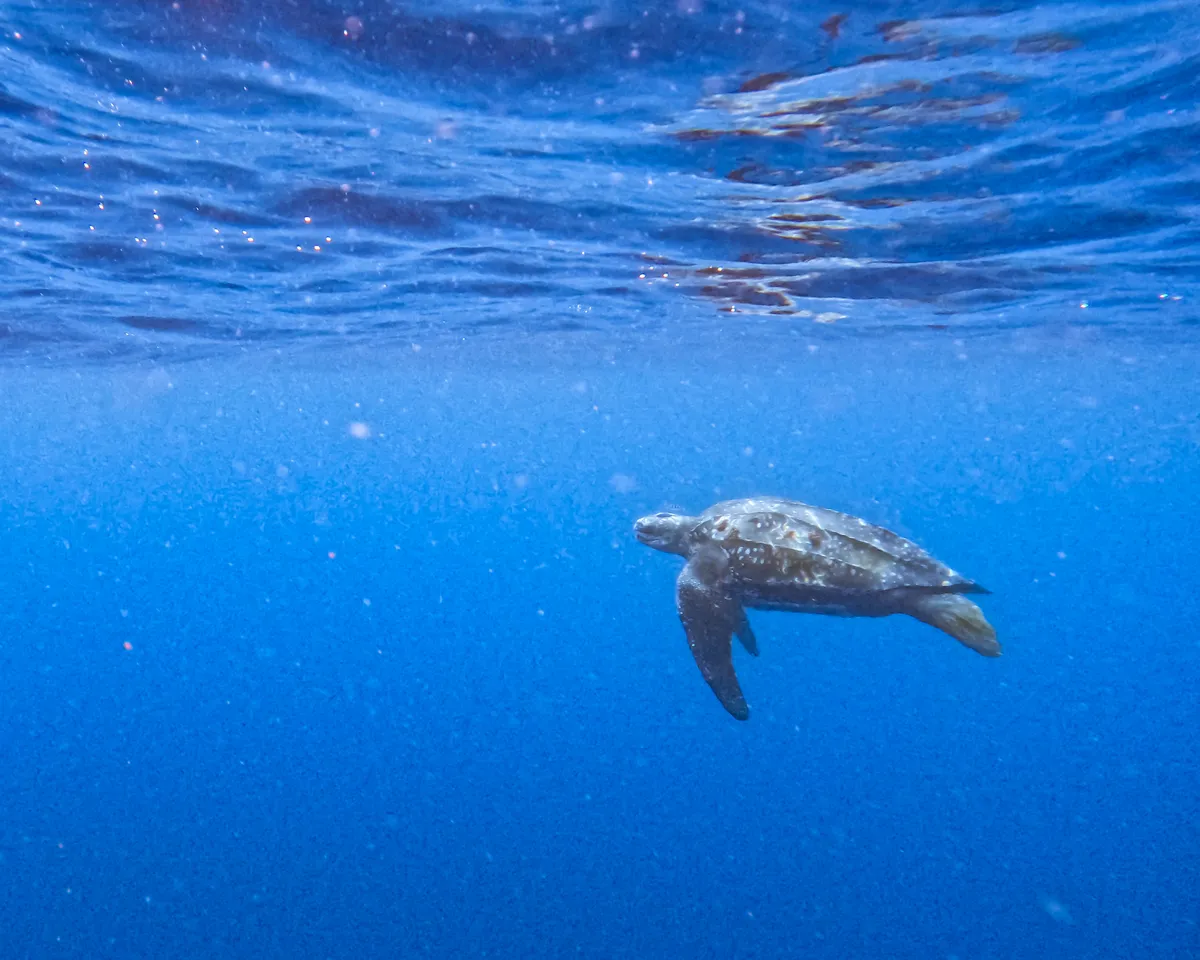 Leatherback turtle