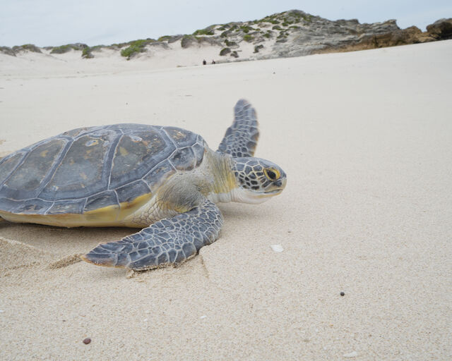 Green turtles were downlisted on the IUCN Red List: Why conservation must continue