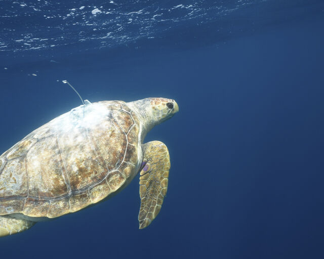 Nobomvu, the loggerhead turtle’s final tracking update