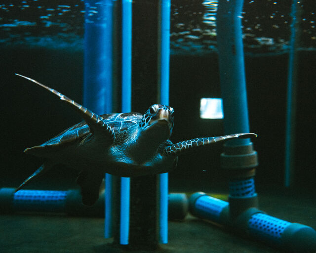 Meet Pebbles: A spunky green turtle in rehabilitation