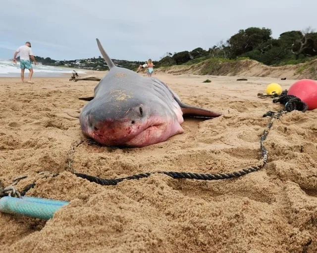What you need to know about shark nets in South Africa