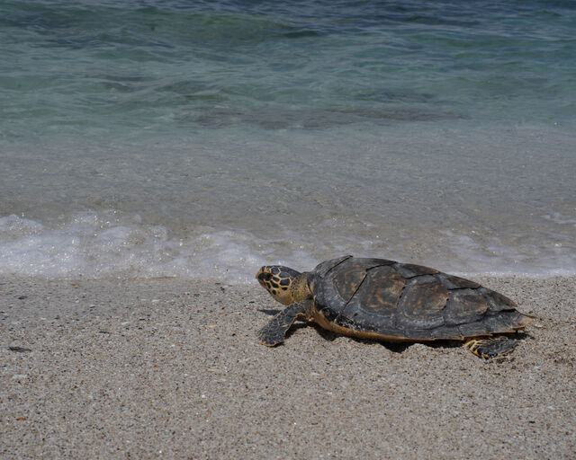 Our Turtle Conservation Centre released four turtles into De Hoop Marine Protected Area