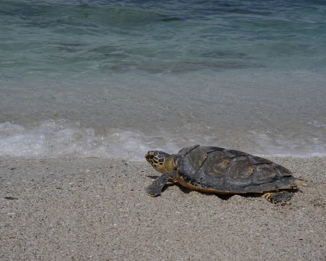 Our Turtle Conservation Centre released four turtles into De Hoop Marine Protected Area