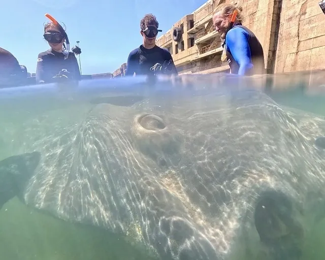 Our Marine Wildlife team rescued a one-ton sunfish on New Year's Day
