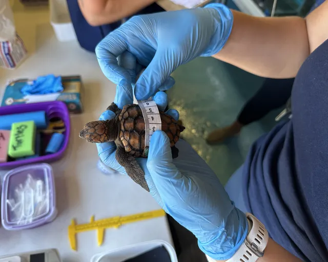 Meet our Turtle Road Trip team along the Garden Route this February