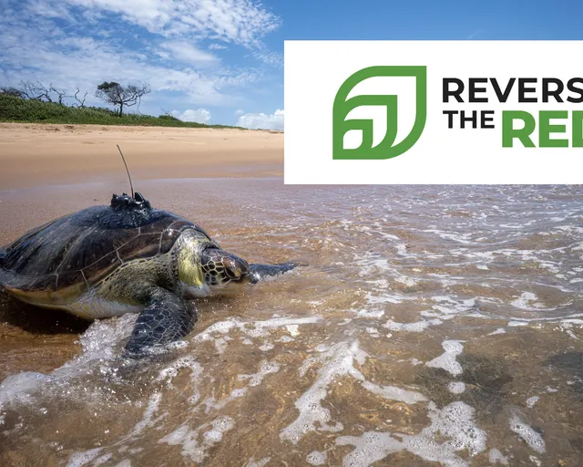 Celebrating Reverse the Red Day with a win for green turtles