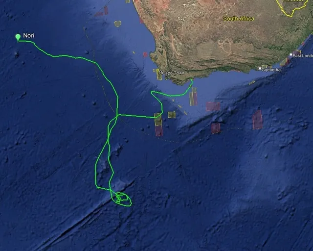 Tracking our turtles: News from Nori, the green turtle