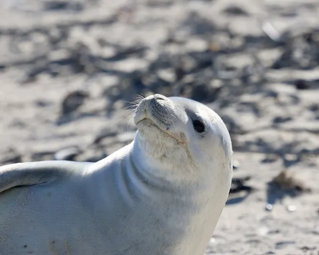 Cape Town has another rare Antarctic visitor – a crabeater seal