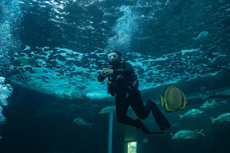 Two Oceans Aquarium Dive School