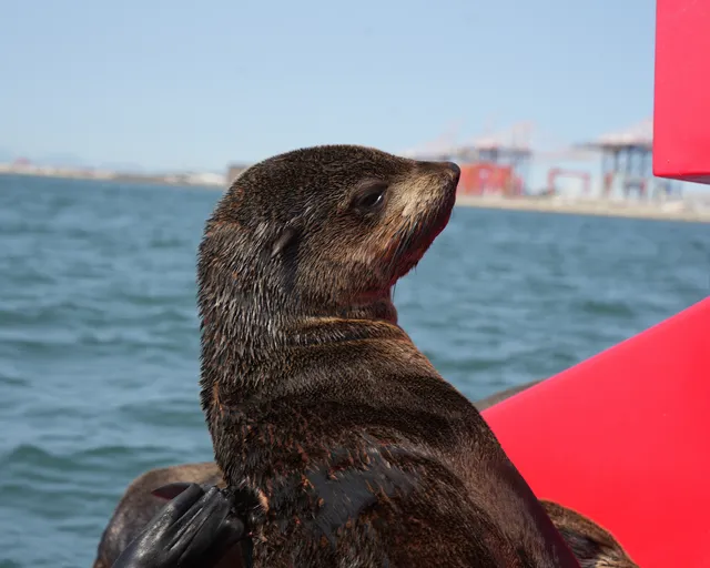 How to help seals in distress this International Seal Day