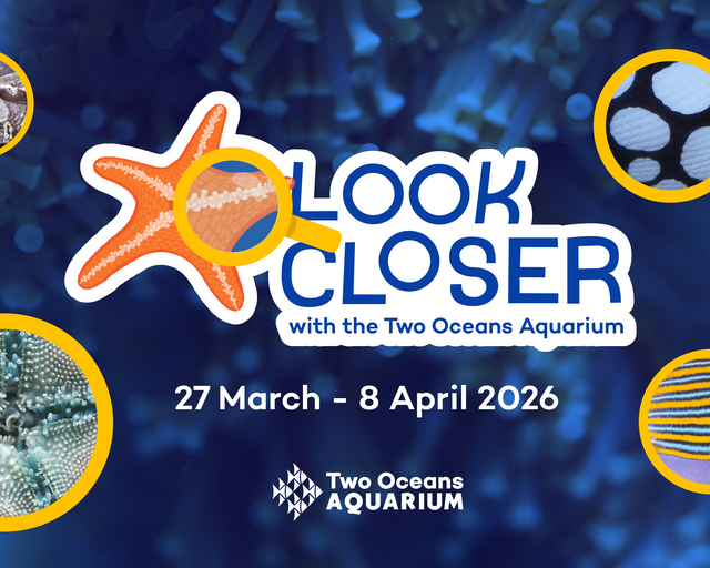 Look Closer: Discover the ocean's hidden wonders this school holiday at the Two Oceans Aquarium