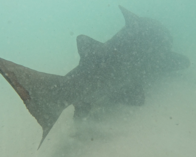 The Two Oceans Aquarium released Blue, the ragged-tooth shark, back into her ocean home