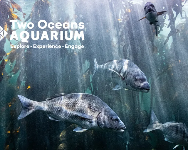 Where does the Two Oceans Aquarium's water come from?