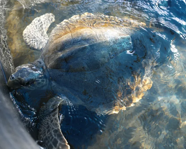 Meet Sage, the olive ridley turtle at the Turtle Conservation Centre in Cape Town