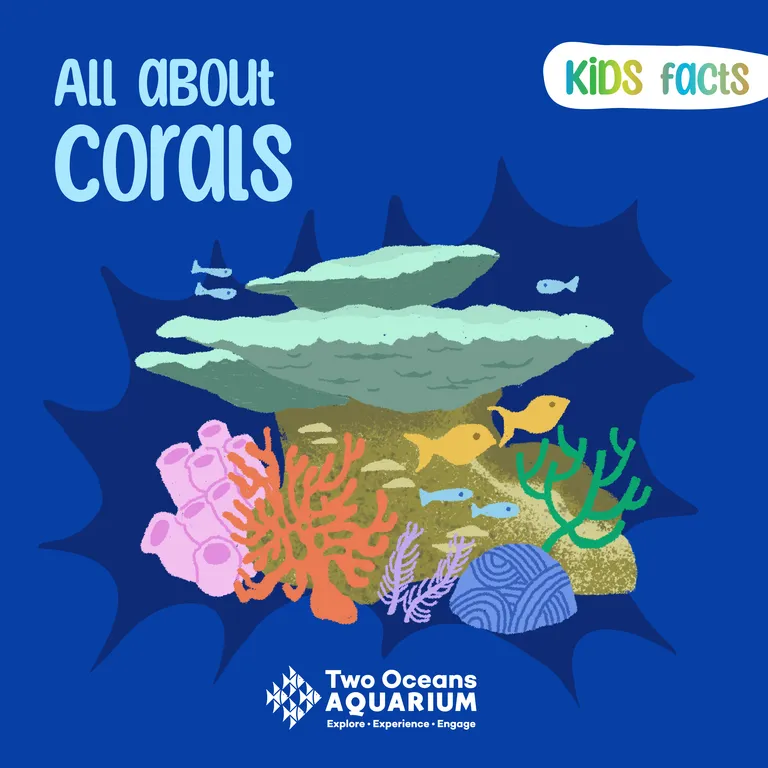 Kids Facts Corals FB1