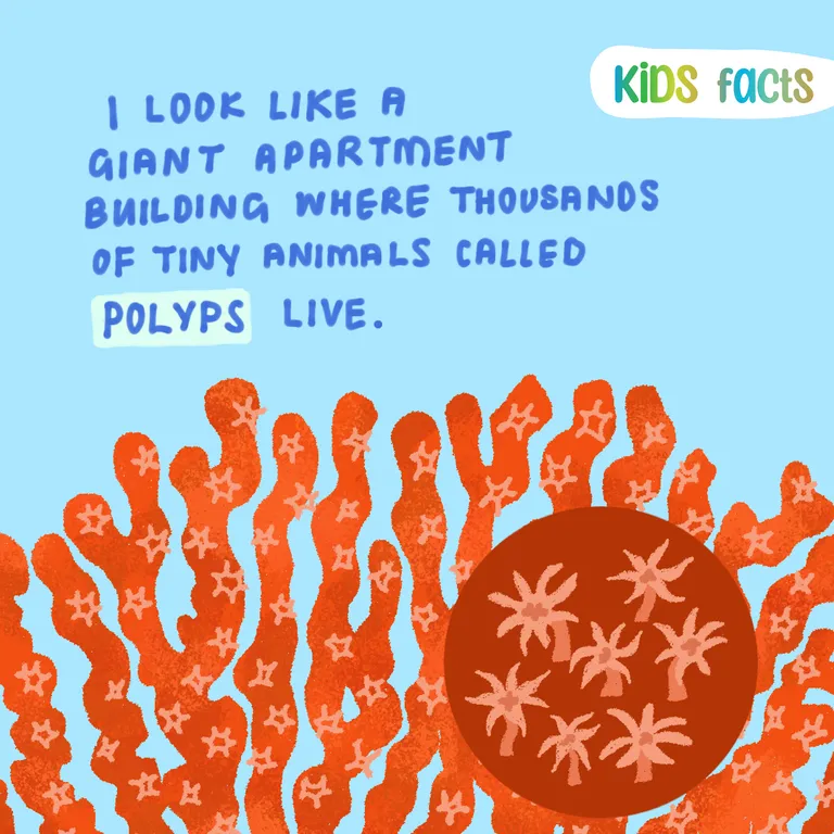 Kids Facts Corals FB2