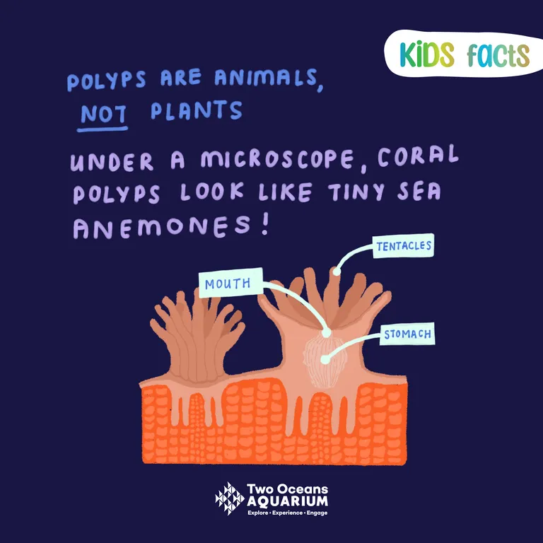 Kids Facts Corals FB3