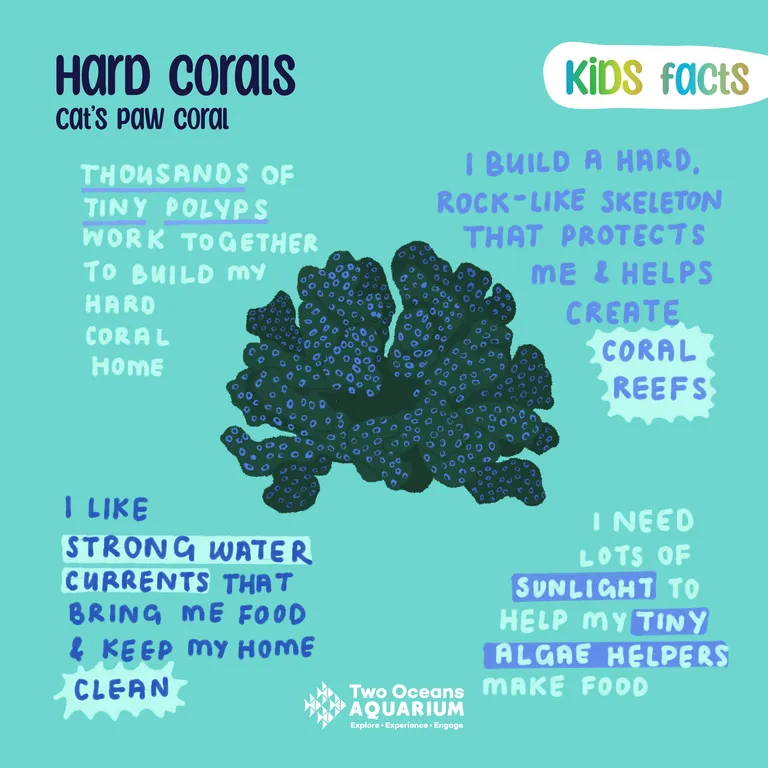 Kids Facts Corals FB4