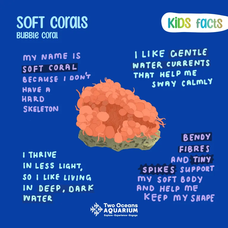 Kids Facts Corals FB5