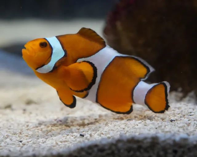 The Two Oceans Aquarium celebrates the wild world of animal fatherhood
