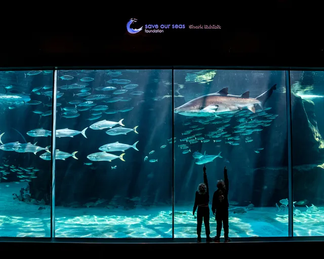 Behind the scenes of the Save Our Seas Foundation Shark Exhibit