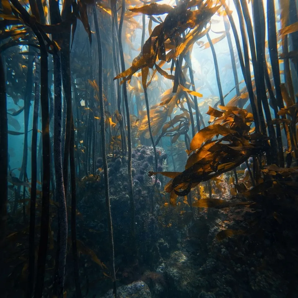 Open Ocean Kelp Image