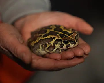 Toad patrol: Protecting Cape Town’s Western leopard toads