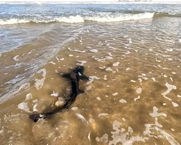 Two Oceans Aquarium releases four spotted gully sharks: Why tracking matters