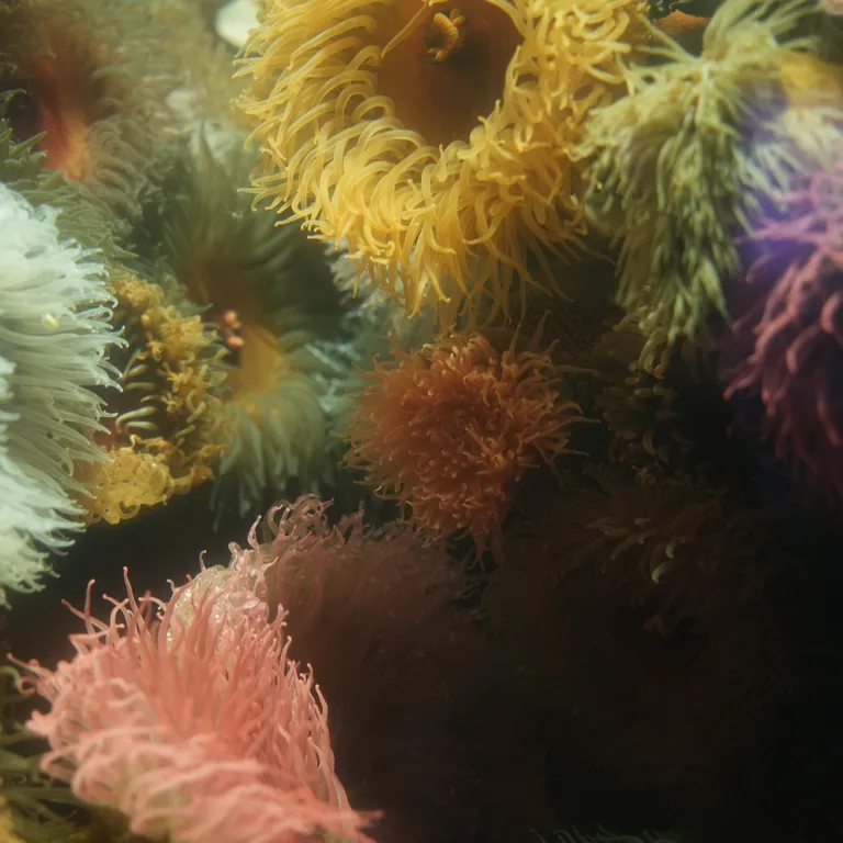 Anemones