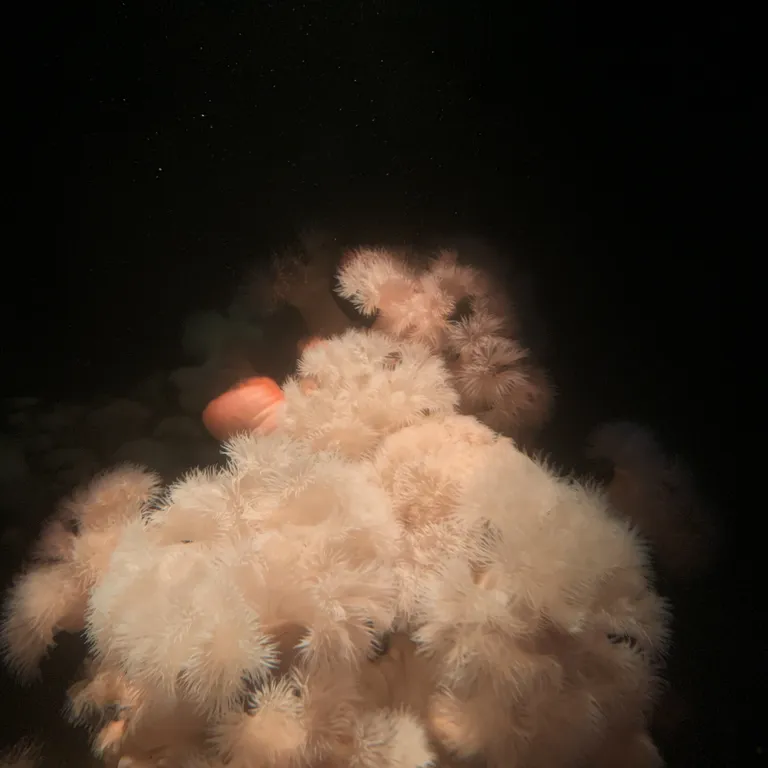 Feather duster anemone