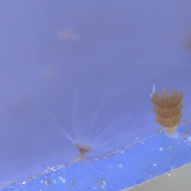 Scyphistoma 1
