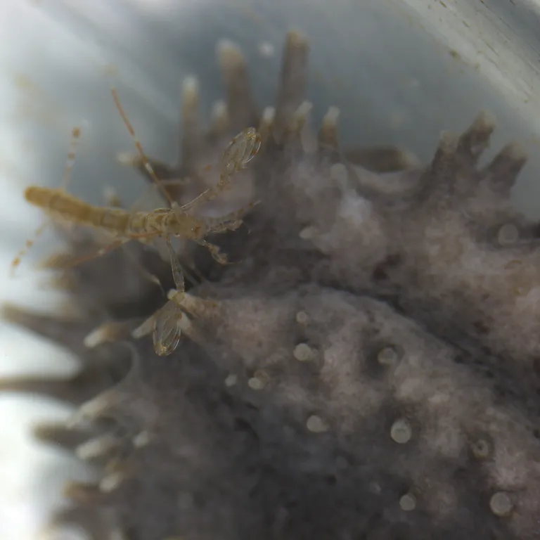 Skeleton shrimp