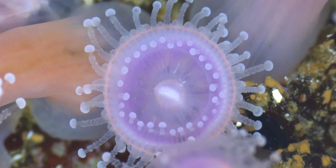 Microscopic life