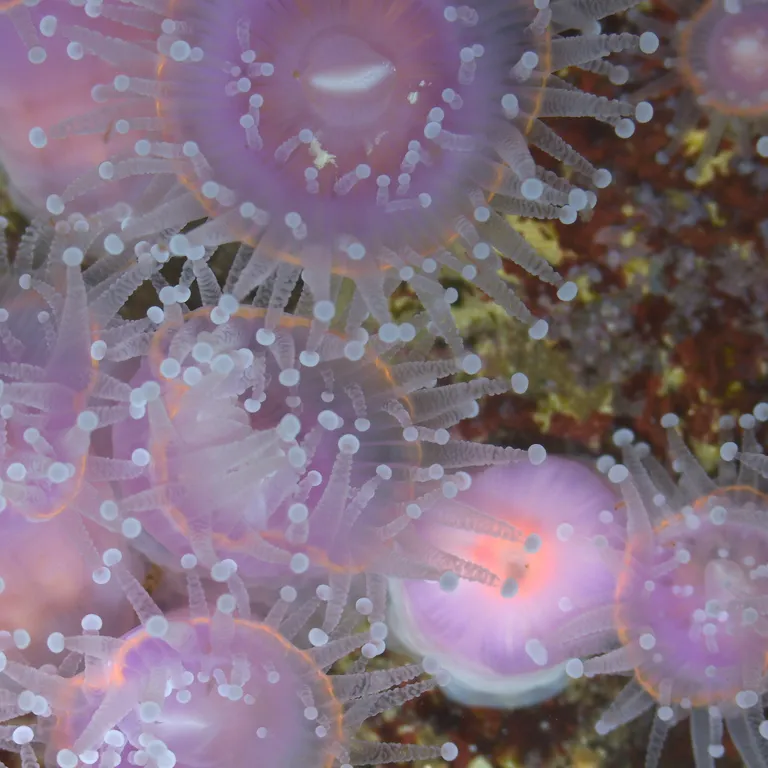 Strawberry anemone 2