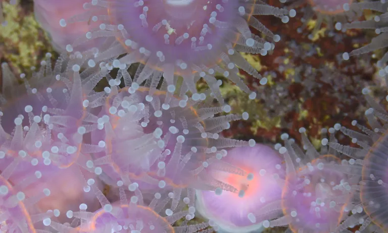Strawberry anemone 2