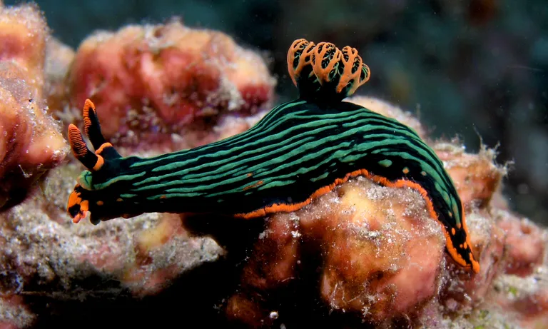 Nudibranch 3 CC
