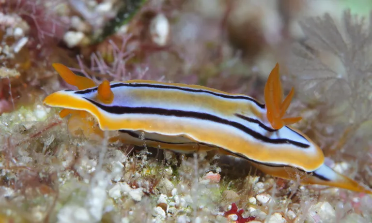 Nudibranch 2 CC