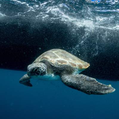 Two Oceans Aquarium | Turtles